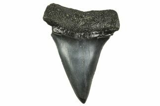 Fossil Broad-Toothed Mako Tooth - South Carolina #368629