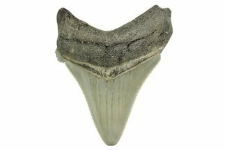 Serrated Angustidens Tooth - Megalodon Ancestor #368632