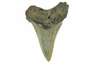 Serrated Angustidens Tooth - Megalodon Ancestor #368633