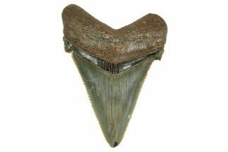 Serrated Angustidens Tooth - Megalodon Ancestor #368636