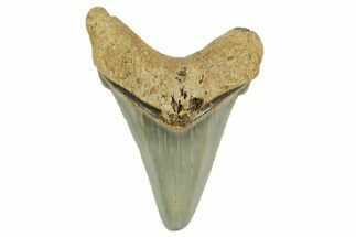 Serrated Angustidens Tooth - Megalodon Ancestor #368637