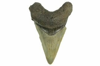 Serrated Angustidens Tooth - Megalodon Ancestor #368638