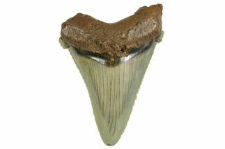 Serrated Angustidens Tooth - Megalodon Ancestor #368639