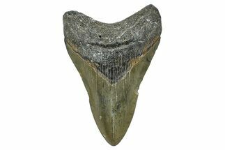 Fossil Megalodon Tooth - North Carolina #368443