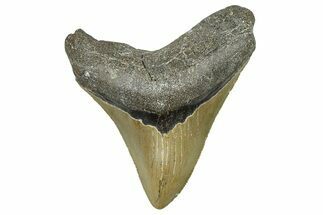 Serrated, Fossil Megalodon Tooth - North Carolina #368449