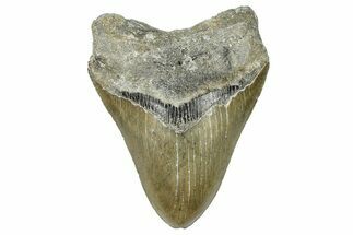 Serrated, Fossil Megalodon Tooth - North Carolina #368450