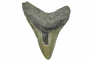 Fossil Megalodon Tooth - North Carolina #368451