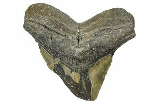 Bargain, Fossil Megalodon Tooth - North Carolina #368457