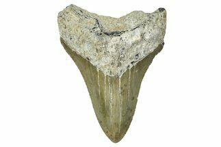 Serrated, Fossil Megalodon Tooth - North Carolina #368484