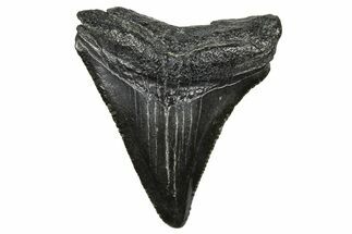 Serrated, Juvenile Megalodon Tooth - South Carolina #368673