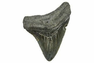 Serrated, Juvenile Megalodon Tooth - South Carolina #368674