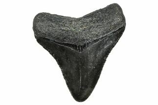 Serrated, Juvenile Megalodon Tooth - South Carolina #368675