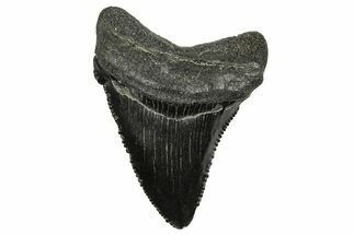 Serrated, Fossil Chubutensis Tooth - Megalodon Ancestor #368681