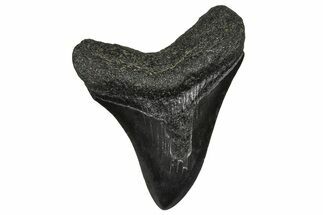 Juvenile Megalodon Tooth - South Carolina #368682
