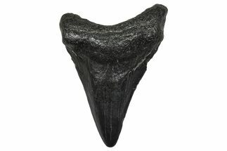 Juvenile Megalodon Tooth - South Carolina #368683