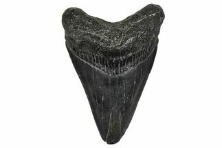 Juvenile Megalodon Tooth - South Carolina #368684