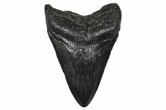 Juvenile Megalodon Tooth - South Carolina #368685