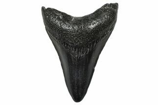 Fossil Megalodon Tooth - South Carolina #368694