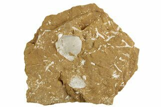 Ordovician Kukersite Oil Shale w/ Bryozoan & Brachiopod Fossils #369551