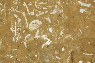 Ordovician Kukersite Oil Shale w/ Bryozoan & Trilobite Fossils #369553