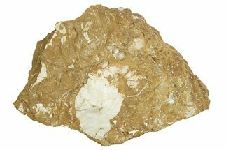 Ordovician Kukersite Oil Shale w/ Bryozoan & Bivalve Fossils #369562
