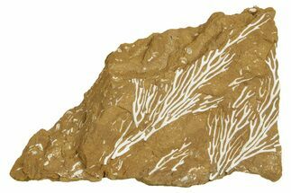 Ordovician Kukersite Oil Shale with Bryozoan Fossils - Russia #369563