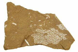 Ordovician Kukersite Oil Shale with Bryozoan Fossils - Russia #369570
