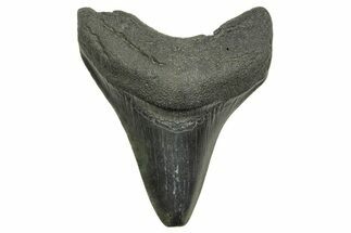 Fossil Megalodon Tooth - South Carolina #368368