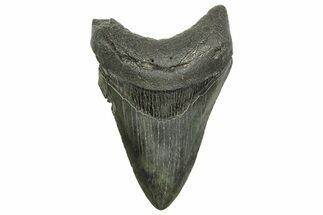 Fossil Megalodon Tooth - South Carolina #368370