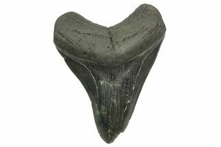 Fossil Megalodon Tooth - South Carolina #368372