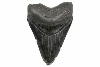 Fossil Megalodon Tooth - South Carolina #368395