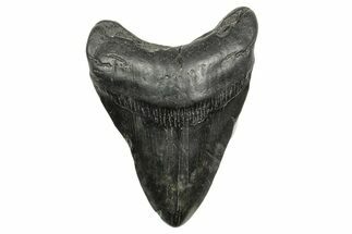 Fossil Megalodon Tooth - South Carolina #368401