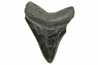 Fossil Megalodon Tooth - South Carolina #368405