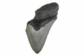 Partial Megalodon Tooth - South Carolina #359119