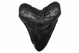 Fossil Megalodon Tooth - South Carolina #368496