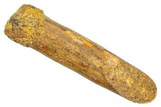 Fossil Sauropod Dinosaur (Rebbachisaurus) Tooth - Morocco #369635