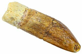 Fossil Sauropod Dinosaur (Titanosaur) Tooth - Morocco #369649