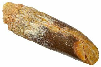 Fossil Sauropod Dinosaur (Titanosaur) Tooth - Morocco #369656