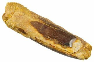 Fossil Sauropod Dinosaur (Titanosaur) Tooth - Morocco #369657