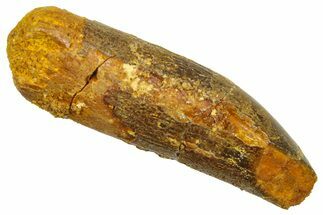 Fossil Sauropod Dinosaur (Titanosaur) Tooth - Morocco #369659