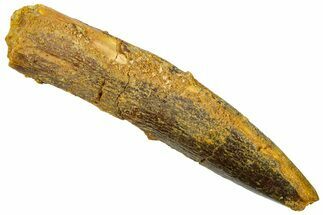 Fossil Sauropod Dinosaur (Titanosaur) Tooth - Morocco #369669