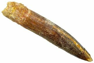 Fossil Sauropod Dinosaur (Titanosaur) Tooth - Morocco #369670