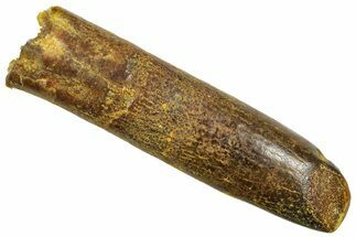 Fossil Sauropod Dinosaur (Titanosaur) Tooth - Morocco #369672