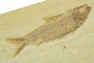 Detailed Fossil Fish (Knightia) - Wyoming #369386