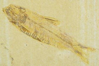 Detailed Fossil Fish (Knightia) - Wyoming #369387