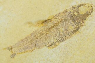 Detailed Fossil Fish (Knightia) - Wyoming #369391