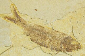 Detailed Fossil Fish (Knightia) - Wyoming #369393