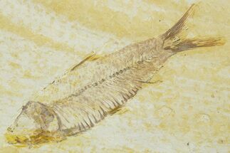Detailed Fossil Fish (Knightia) - Wyoming #369404