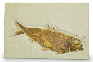 Detailed Fossil Fish (Knightia) - Wyoming #369418