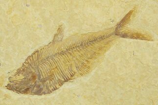 Detailed Fossil Fish (Diplomystus) - Wyoming #369443